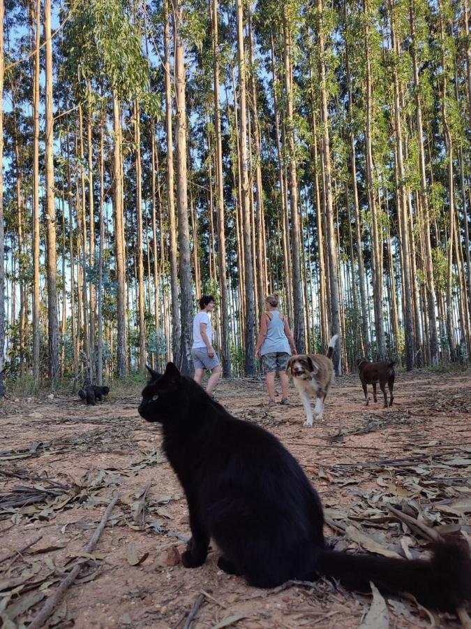 Casa Do Gato Preto Lejlighed Arganil Eksteriør billede
